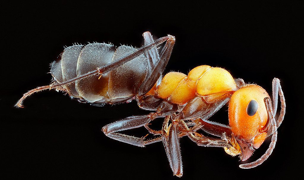Ant Control service in Mount Prospect, IL