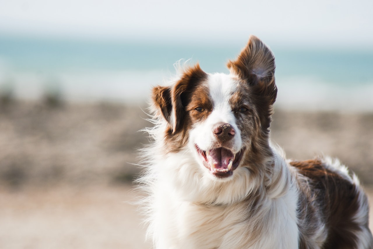 Flea & Tick Control service in Mount Prospect, IL
