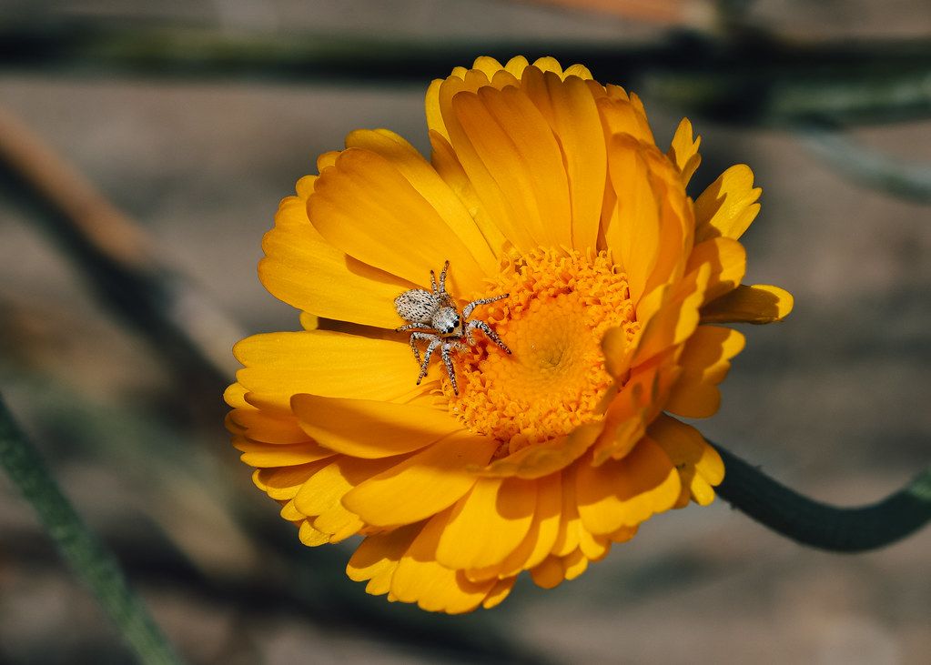 Spider Control service in Mount Prospect, IL